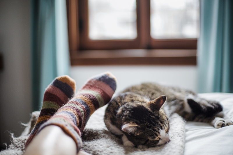 When Should You Replace Your Furnace? - domestic animal, cat, human foot, togetherness.